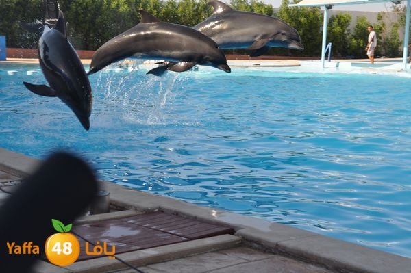 sharm el skhekh 707  (77).JPG